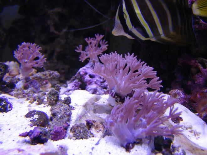 corals inverts - xenia sp. - waving hand, thick stem stocking in 75 gallons tank - Pulsing Xenia's