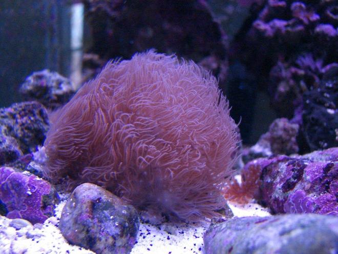 corals inverts - catalaphyllia jardinei - elegance coral stocking in 75 gallons tank - Pink Star Polyps
