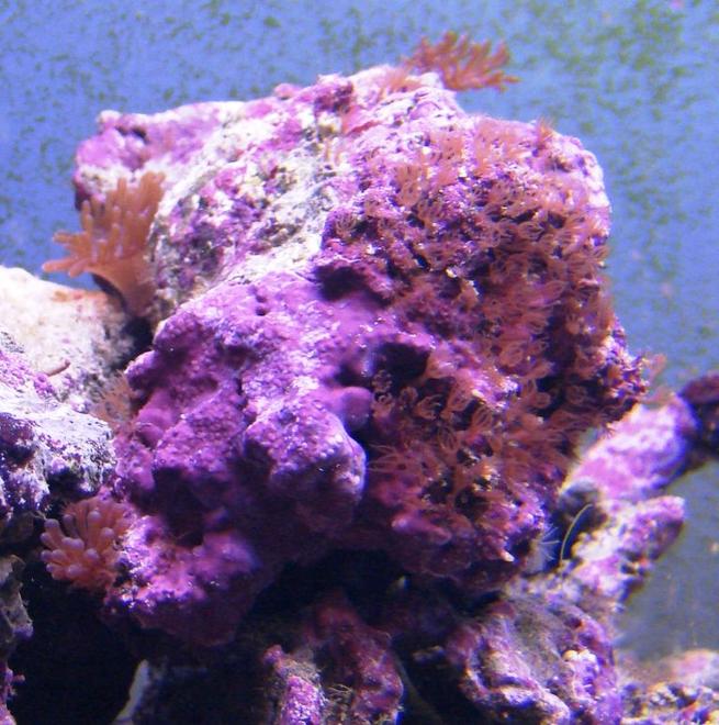 corals inverts - tubipora musica - pipe organ coral stocking in 75 gallons tank - Red Star Polyps