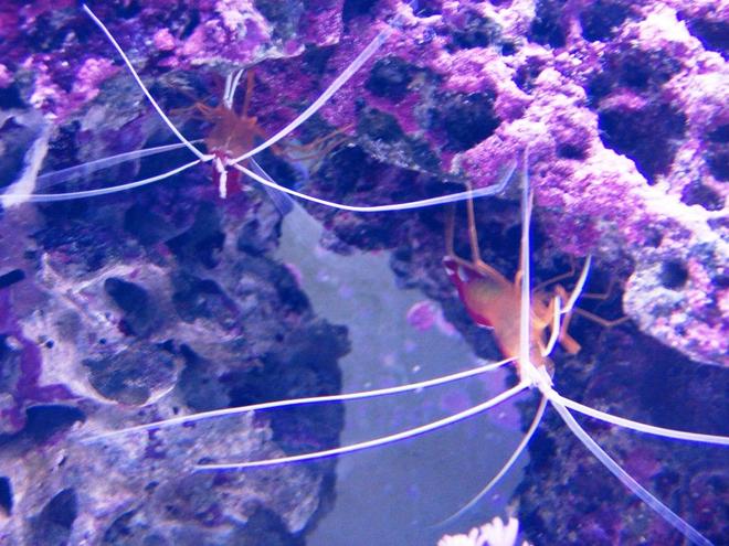 corals inverts - lysmata amboinensis - scarlet skunk cleaner shrimp stocking in 75 gallons tank - Cleaner Shrimp