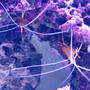 corals inverts - lysmata amboinensis - scarlet skunk cleaner shrimp stocking in 75 gallons tank - Cleaner Shrimp