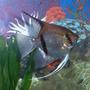 fish tank picture - My striped angel