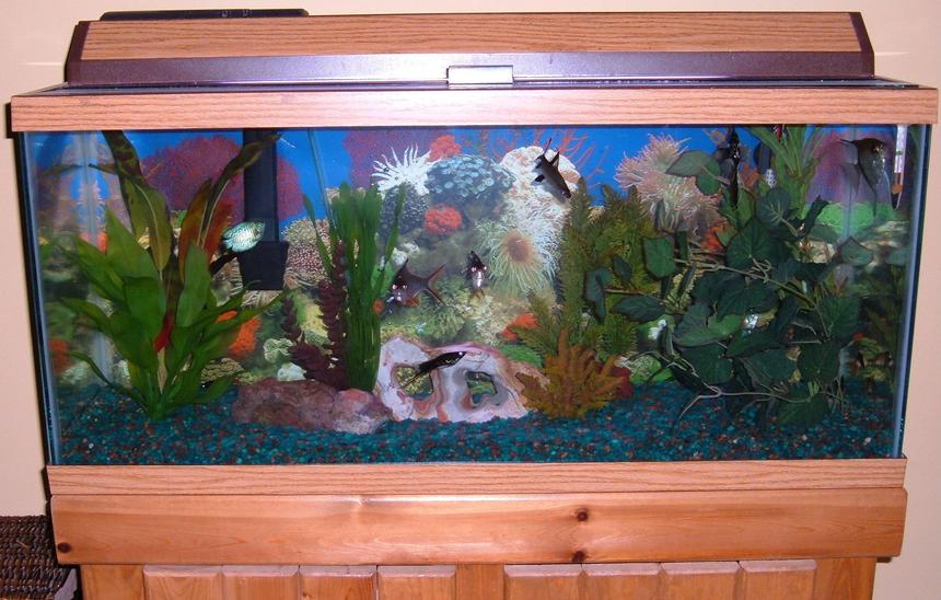 Rated #3623: 30 Gallons Freshwater Fish Tank - My 30 gallon freshwater tank.