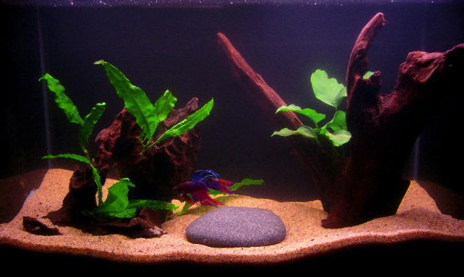 10 gallons planted tank (mostly live plants and fish) - 10 Gallon, 1 male Crowntail Betta, 1 Anubias Nana, 1 Java Fern