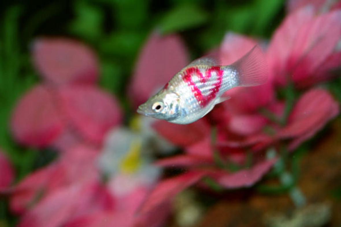freshwater fish - poecilia latipinna - balloon molly stocking in 15 gallons tank - my tattooed balloon molly, Esmeralda.