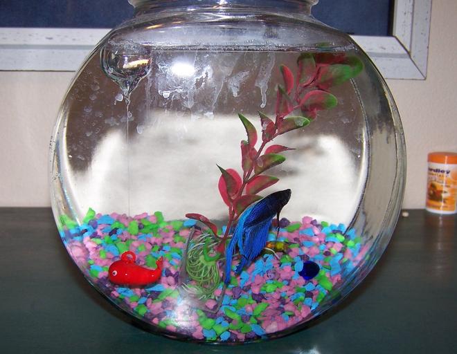 freshwater fish - betta splendens - betta - male stocking in 1 gallon tank - my male betta