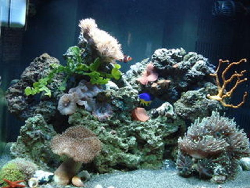 Rated #152: 120 Gallons Reef Tank - My 24gal Aquapod, 4 months old.