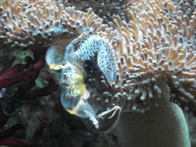 corals inverts - sarcophyton sp. - toadstool mushroom leather coral stocking in 120 gallons tank - Porcelain crab hanging on Toadstool