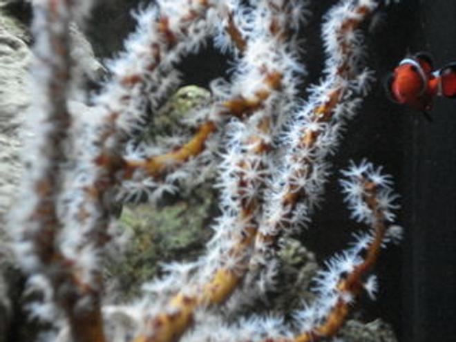 corals inverts - diodogorgia nodulifera - yellow finger gorgonian stocking in 120 gallons tank - Clowning around behind the Yellow Gorgonian