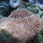 corals inverts - sarcophyton sp. - toadstool mushroom leather coral stocking in 120 gallons tank - Toadstool