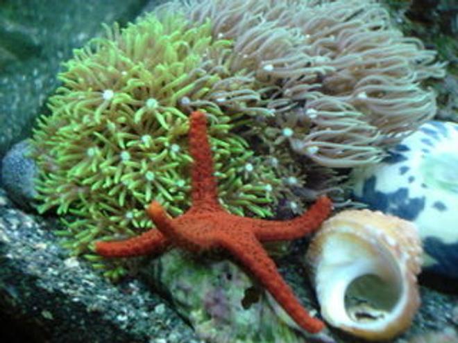 corals inverts - briareum sp. - starburst polyp stocking in 120 gallons tank - The starfish and the star polyps :)