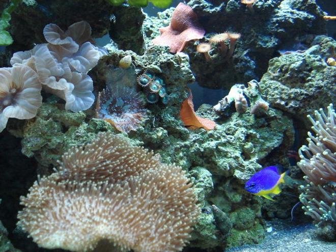 saltwater fish - chrysyptera taupou - fiji blue devil damselfish stocking in 120 gallons tank - Blue damsel