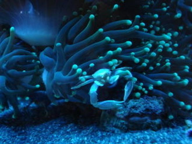 corals inverts - euphyllia glabrescens - torch coral stocking in 120 gallons tank - Actinic lighting, anemone crab and torch coral