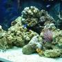 54 gallons reef tank (mostly live coral and fish) - My latest Picture of my tank...