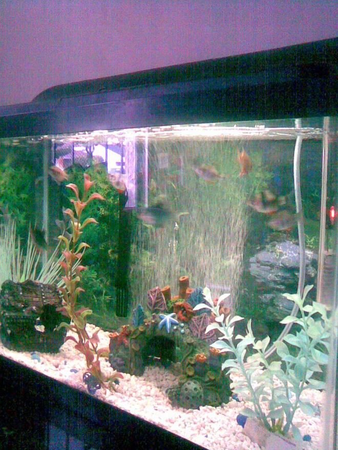 10 gallons freshwater fish tank (mostly fish and non-living decorations) - 10 gal.
with 8 tiger barbs and a convict