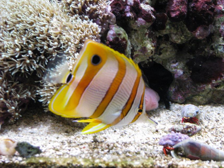 Rated #26: Saltwater Fish - Chelmon Rostratus - Copperband Butterflyfish Stocking In 75 Gallons Tank - Copperband butterfly