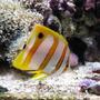 saltwater fish - chelmon rostratus - copperband butterflyfish stocking in 75 gallons tank - Copperband butterfly