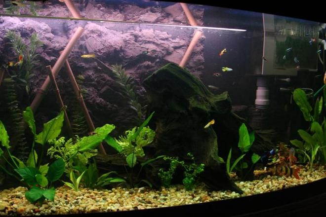 72 gallons freshwater fish tank (mostly fish and non-living decorations) - My main tank