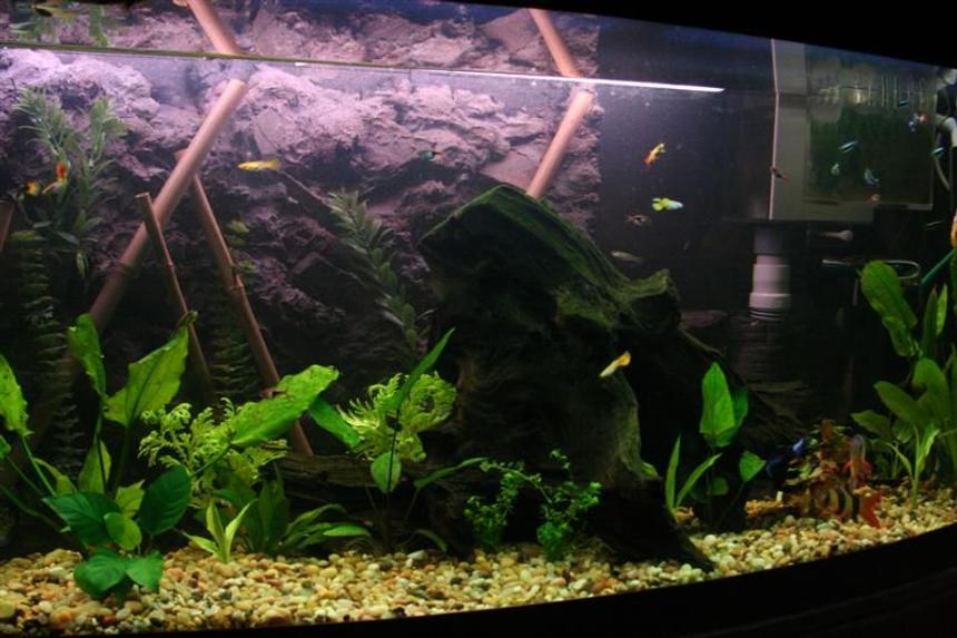 Rated #1659: 72 Gallons Freshwater Fish Tank - My main tank