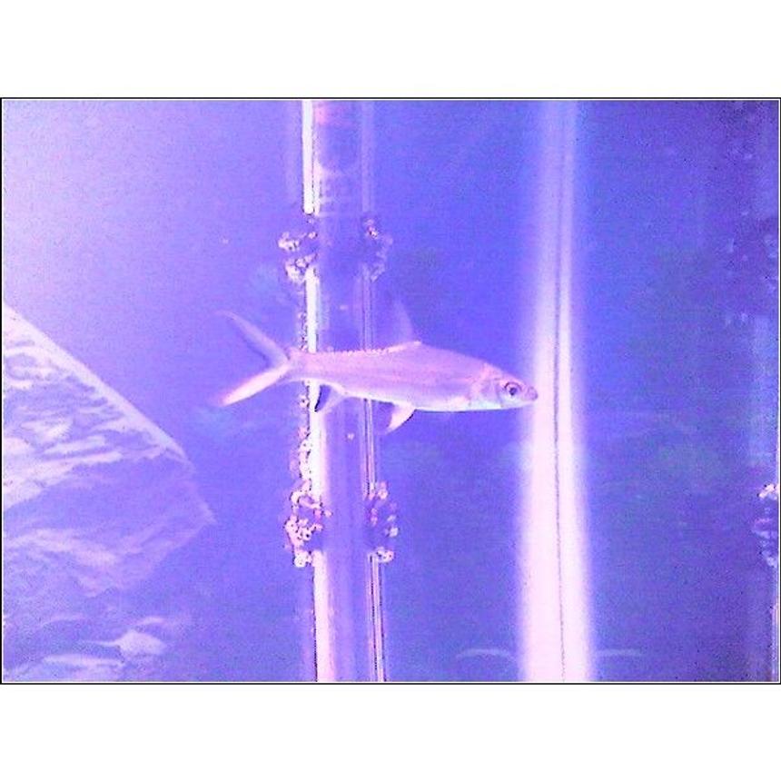 Rated #2453: Freshwater Fish - Balantiocheilus Melanopterus - Bala Shark Stocking In 30 Gallons Tank - white skirt tetra