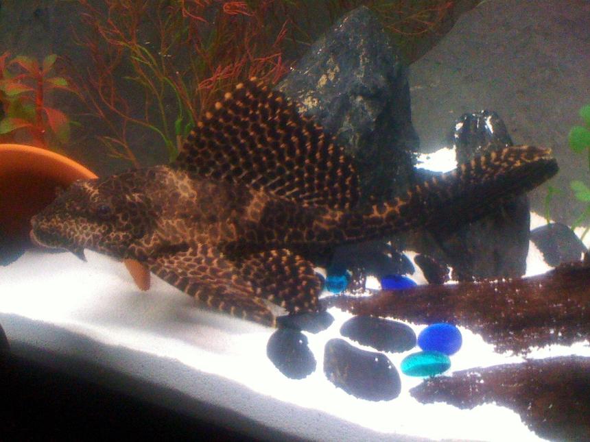 Rated #1190: Freshwater Fish - Hypostomus Punctatus - Trinidad Pleco Stocking In 45 Gallons Tank - Trinidad Pleco (finest you will ever see)