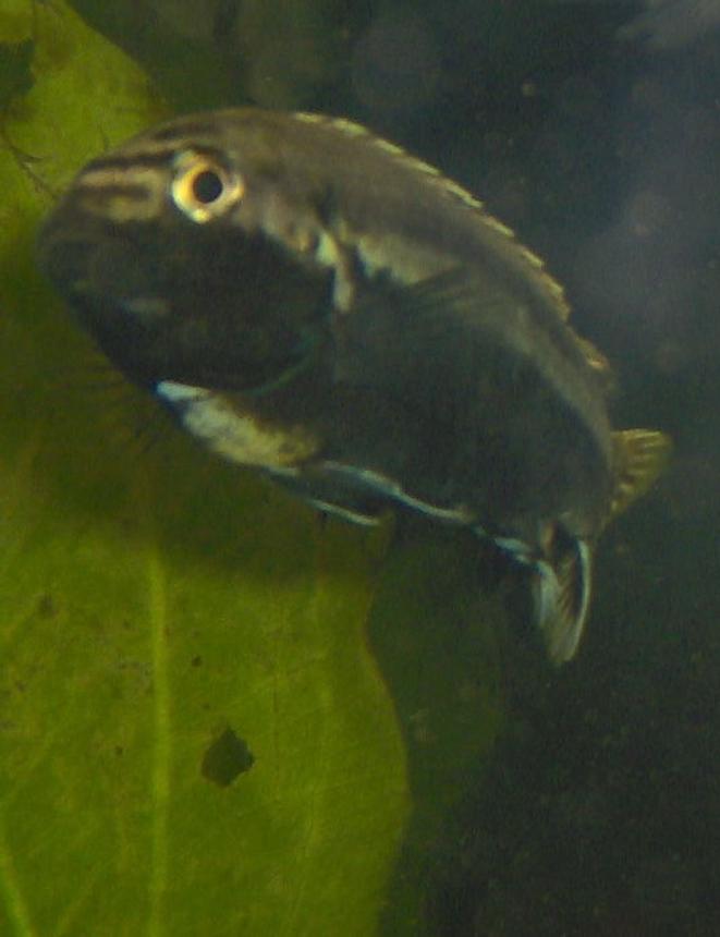 freshwater fish - melanochromis auratus - auratus cichlid stocking in 55 gallons tank - male auratus