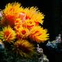 corals inverts - tubastrea faulkneri - orange sun coral stocking in 150 gallons tank - supersun coral