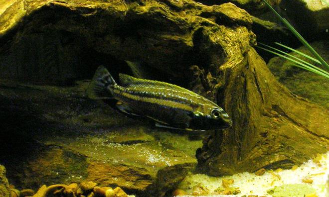 freshwater fish - melanochromis auratus - auratus cichlid stocking in 29 gallons tank - Male Melanochromis auratus