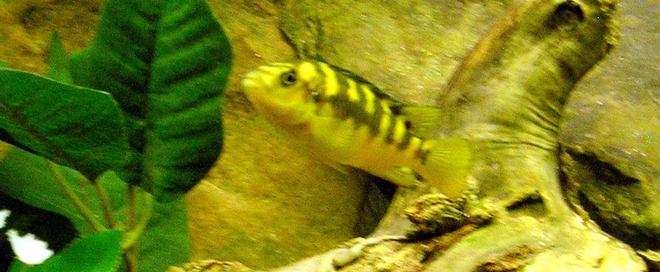 freshwater fish - pseudotropheus crabro - bumblebee cichlid stocking in 29 gallons tank - Bumblebee cichlid