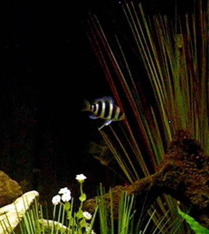 freshwater fish - cyphotilapia frontosa - frontosa cichlid stocking in 29 gallons tank - my Frontosa