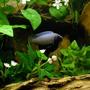 freshwater fish - pseudotropheus polit - polit cichlid stocking in 29 gallons tank - Male Polit