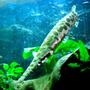 freshwater fish - lepisosteus osseus - longnose gar stocking in 100 gallons tank - A looking down shot of one of my gars. They hang out like logs waiting for a tasty goldfish to swim by.