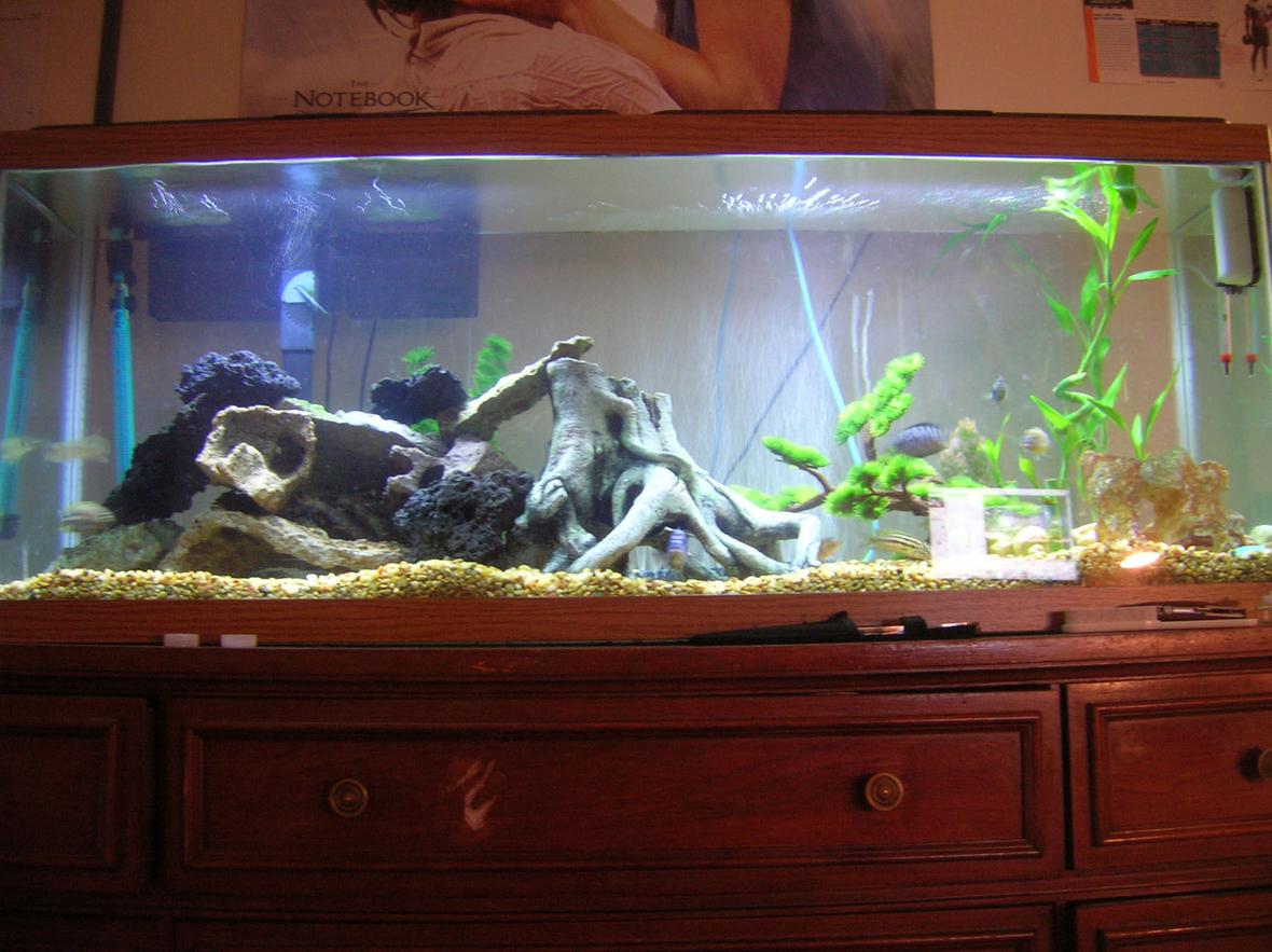 55 gallons freshwater fish tank (mostly fish and non-living decorations) - 55 gallon