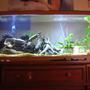 55 gallons freshwater fish tank (mostly fish and non-living decorations) - 55 gallon