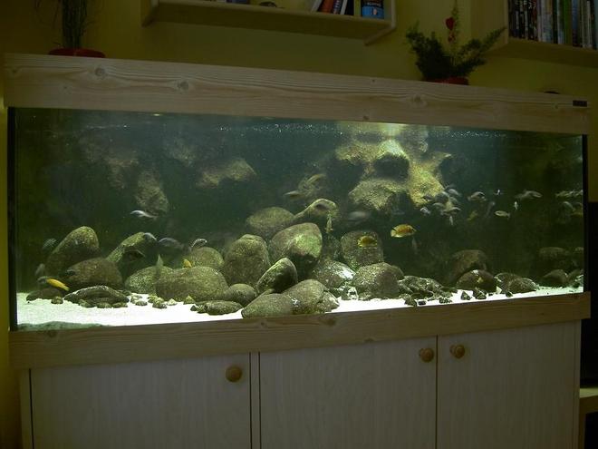 110 gallons freshwater fish tank (mostly fish and non-living decorations) - Tanganyika from North (Trophues duboisi "Maswa)
