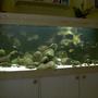 110 gallons freshwater fish tank (mostly fish and non-living decorations) - Tanganyika from North (Trophues duboisi "Maswa)