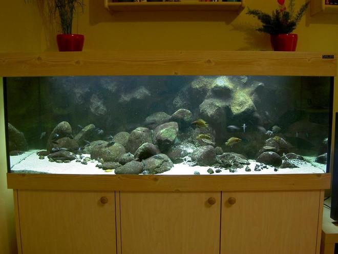 110 gallons freshwater fish tank (mostly fish and non-living decorations) - Tanganyika from North (Trophues duboisi "Maswa"