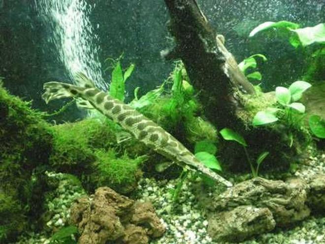freshwater fish - lepisosteus osseus - longnose gar stocking in 100 gallons tank - Gar