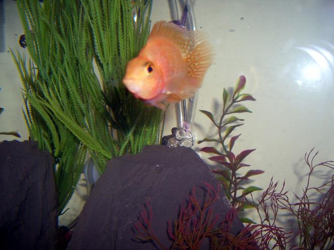 freshwater fish - heros severus x amphilophus citrinellum - blood parrot stocking in 45 gallons tank - Blood Parrot