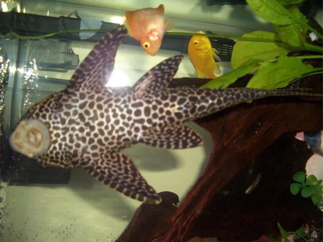 freshwater fish - hypostomus punctatus - trinidad pleco stocking in 45 gallons tank - Trinidad Pleco