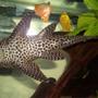 freshwater fish - hypostomus punctatus - trinidad pleco stocking in 45 gallons tank - Trinidad Pleco