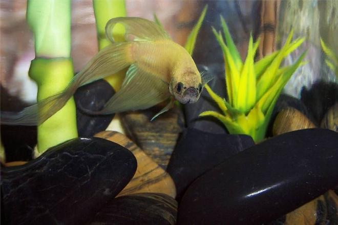 freshwater fish - betta splendens - betta - male stocking in 72 gallons tank - Betta Glim