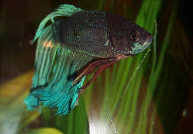 freshwater fish - betta splendens - betta - male stocking in 72 gallons tank - Betta Spooks