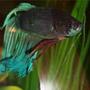 freshwater fish - betta splendens - betta - male stocking in 72 gallons tank - Betta Spooks