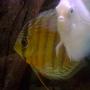 freshwater fish - symphysodon sp. - yellow marlboro discus stocking in 55 gallons tank - freshwater discus