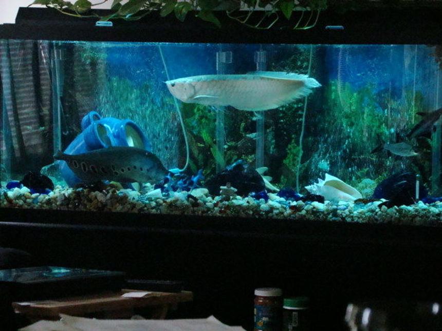 Rated #2361: 120 Gallons Freshwater Fish Tank - 120 Gallon freshwater w/ Arowana, Clown Knife, Iridescent Shark, Bala Shark and a couple Plecos