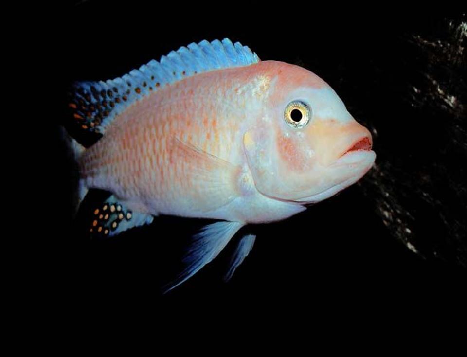 freshwater fish - cherry red cichlid - maylandia estherae - Male Maylandia estherae