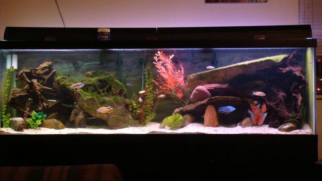 125 gallons freshwater fish tank (mostly fish and non-living decorations) - my 125 peacock and plecos