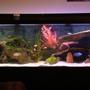 125 gallons freshwater fish tank (mostly fish and non-living decorations) - my 125 peacock and plecos
