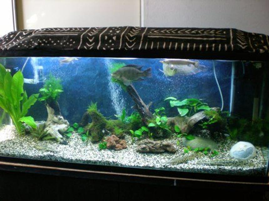 Rated #201: 100 Gallons Planted Tank - 100 gallon tank looking pretty bare because I just removed 90% of all the leaves due to ugly black/red brush algae. I literally pulled up all the plants or removed them from the wood, removed 9 out of 10 leaves from each, bleached much of the wood and accessories, and then replanted.